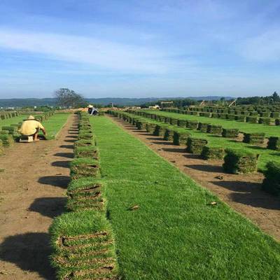 马尼拉草坪卷 狗牙根百慕大 宜宾公路护坡绿化用的草地批发价格 哪里有卖