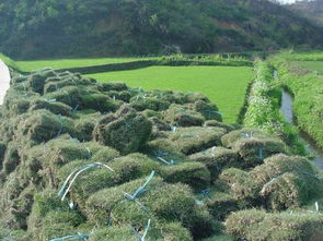 哪里有草坪卖 哪里有草皮卖 绿化马尼拉草坪哪里有